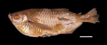 Media type: image;   Ichthyology 21175 Description: photograph;  Aspect: lateral